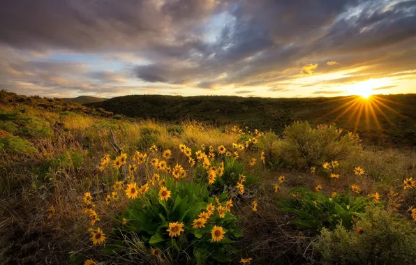 Поле, цветы, утро, Fields of Gold, Yakima Valley, Snow Mountain Ranch