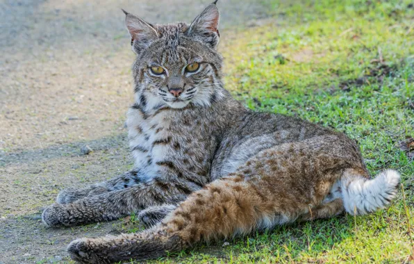 Картинка поза, поляна, лежит, рысь