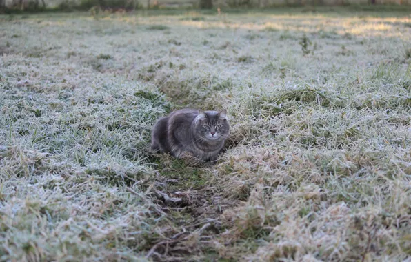 Картинка иней, трава, серая, заморозки, тропинка. кошка