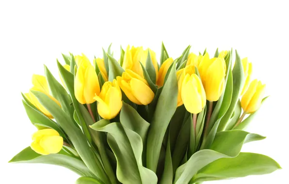Картинка цветы, лепестки, листки, красивые, 8 март, всемирный женский день