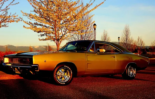 Картинка небо, деревья, Додж, Dodge, Charger, передок, 1968, Muscle car