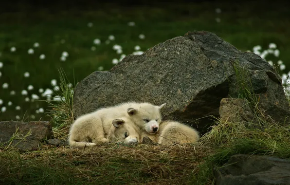 Собаки, камень, щенки, парочка, Гренландия, спящие, Гренландская собака