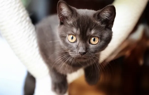Кошка, взгляд, морда, котенок, котёнок, коричневый, британский, боке
