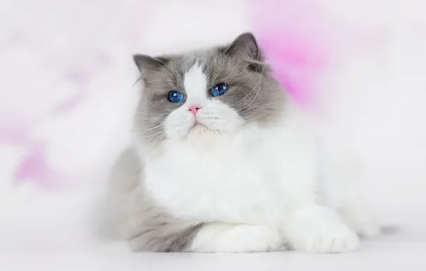 Кошка, глаза, кот, взгляд, пушистый, лежит, мордашка, красавчик