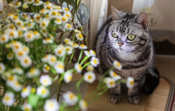 Кошка, кот, взгляд, цветы, ромашки, букет, серая, белые