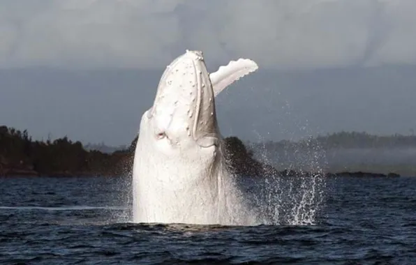 Картинка animals, wildlife, whale, albino calves, the white humpback, Migaloo