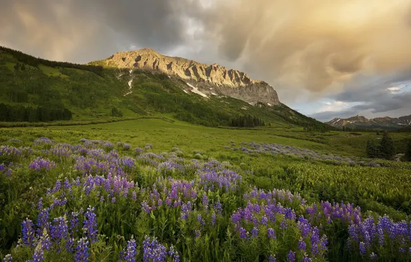 Картинка пейзаж, горы, луг