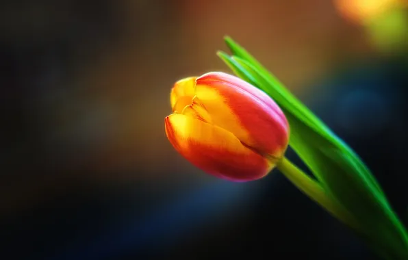 Картинка цветок, макро, фон, тюльпан