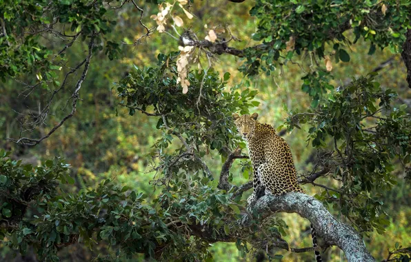 Картинка дерево, листва, хищник, леопард, South Africa, Южная Африка, Kruger National Park, Национальный парк Крюгера