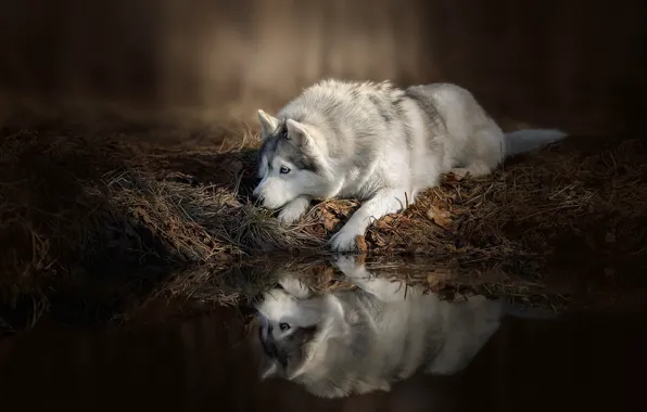 Картинка вода, отражение, Собака, лежит