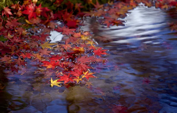Осень, листья, вода, ручей, ветка