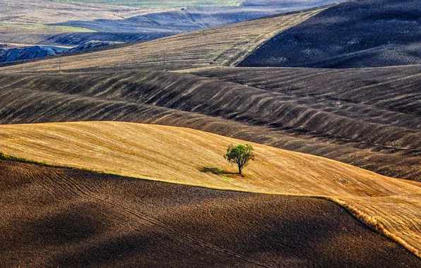 Картинка дерево, холмы, поля, Италия, Тоскана
