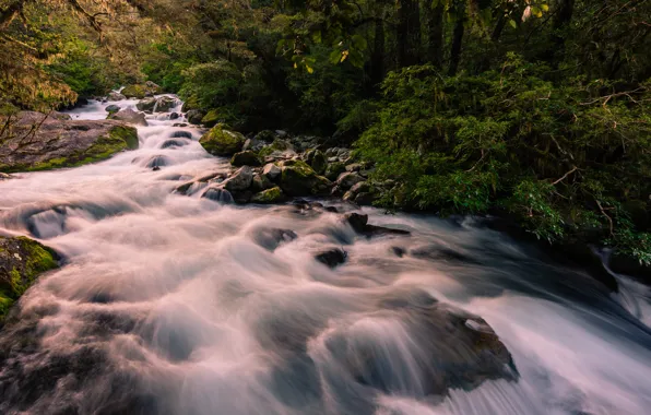 Картинка лес, река, водопад, New Zealand, Marion waterfall