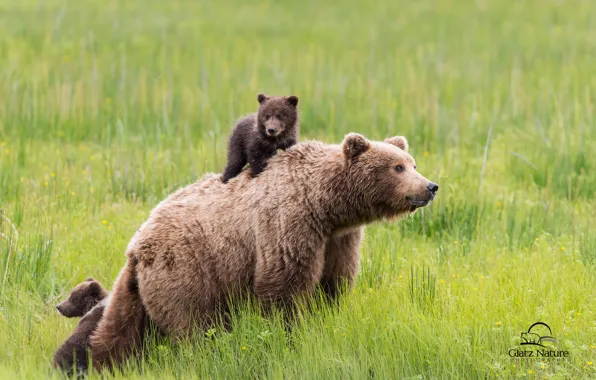 Картинка зелень, трава, медведь, семья, медведи, маленькие, спиногрызы
