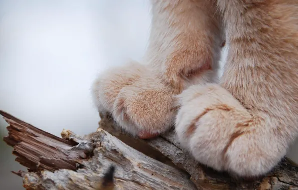 Картинка trunk, depth of field, animal, closeup, wood, fur, Paws, macro