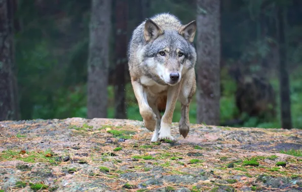 Картинка forest, predator, wolf