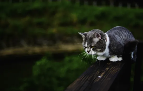 Кошка, лето, кот, скамейка, природа, темный фон, котенок, серый