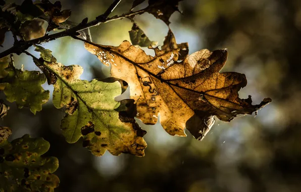 Осень, листья, природа