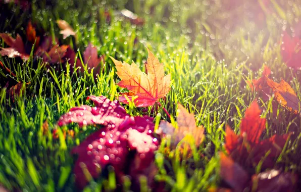 Картинка осень, трава, листья, капли, макро, свет, природа, роса