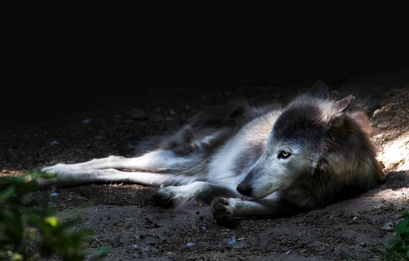 Картинка nature, snow, predator, face, animal, wolf, wildlife, portrait