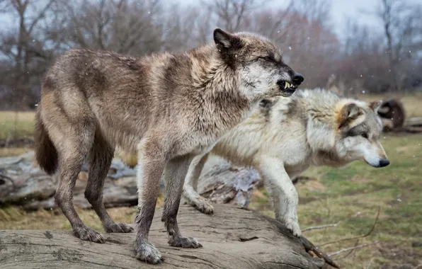 Nature, snow, predator, face, animal, wolf, wildlife, portrait