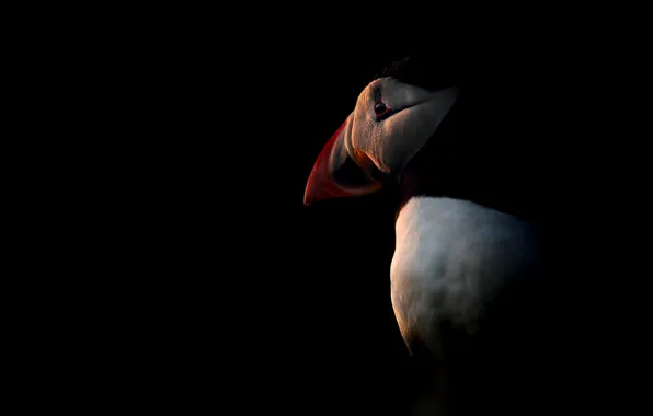 Свет, птица, тень, Puffin