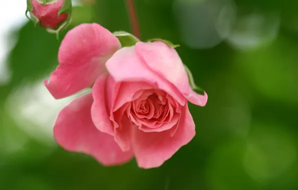 Картинка зелень, цветок, макро, природа, блики, розовая, роза, лепестки, размытость, бутон