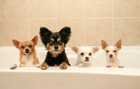Картинка собаки, ванна, квартет, банный день