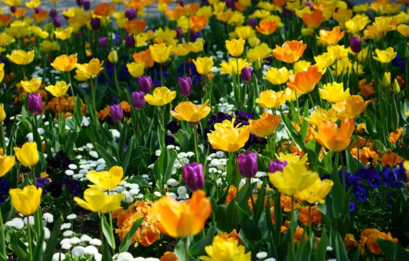 Картинка цветы, оранжевый, синий, желтый, яркие, красота, позитив, весна