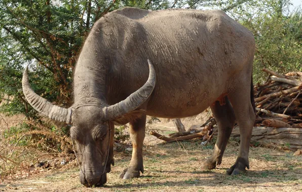 Тайланд, пастьба, Азиатский (индийский) водяной буйвол (Bubalus bubalis arnee), часть сбруи на голове, подножный корм