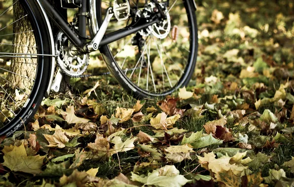 Картинка осень, листья, велосипед