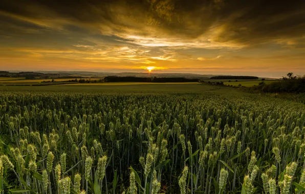 Закат, Шотландия, пшеничные поля. облака