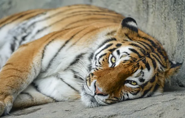Кошка, взгляд, морда, тигр, отдых, амурский, ©Tambako The Jaguar