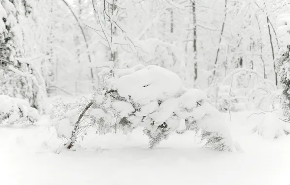 Картинка холод, зима, снег, деревья, ветки, природа, фото, дерево