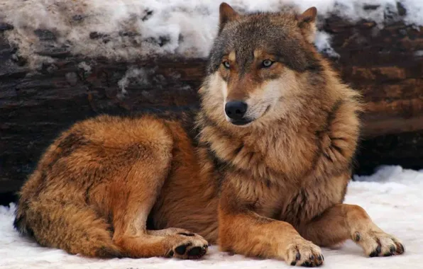 Картинка nature, predator, animal, wolf, wildlife, Canis lupus., portrait.