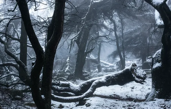 Картинка зима, лес, снег, деревья, Англия, England, Peak District, Staffordshire