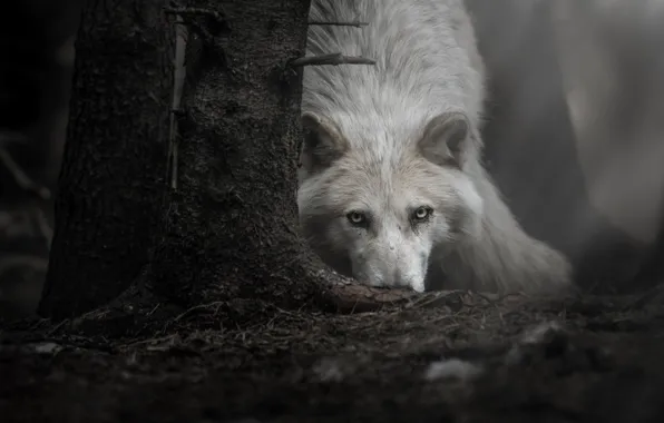 Картинка взгляд, морда, дерево, волк, Полярный волк