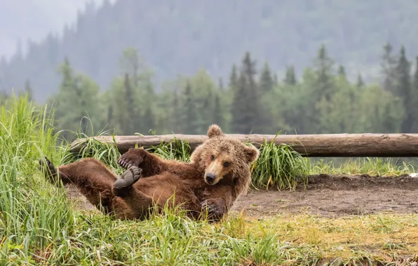 Картинка трава, природа, медведь