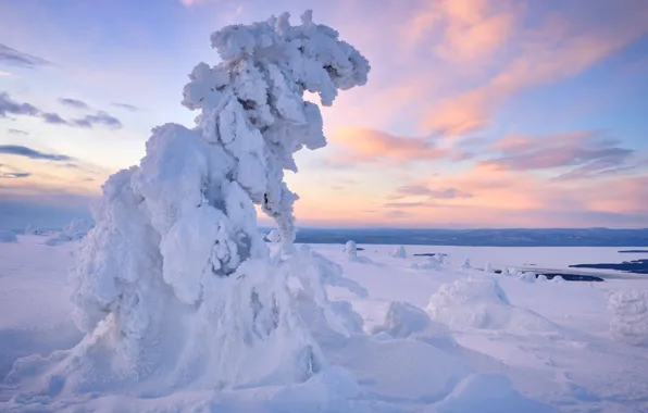 Картинка зима, снег, пейзаж, природа, дерево, Заполярье