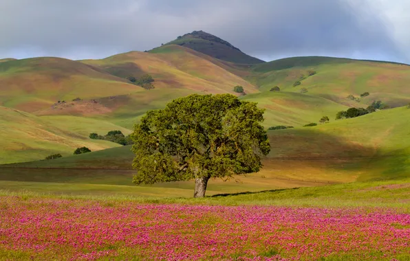 Картинка трава, цветы, дерево, холмы, поля, луг, Калифорния, США
