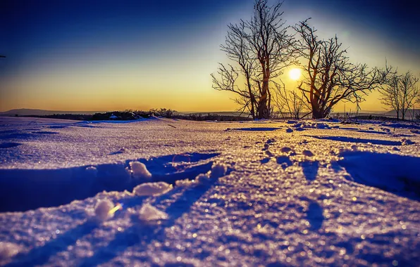 Картинка снег, деревья, пейзаж, закат