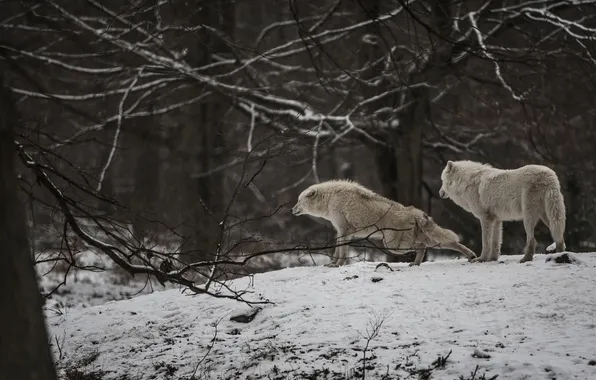 Nature, snow, predator, face, animal, wolf, wolves, wildlife