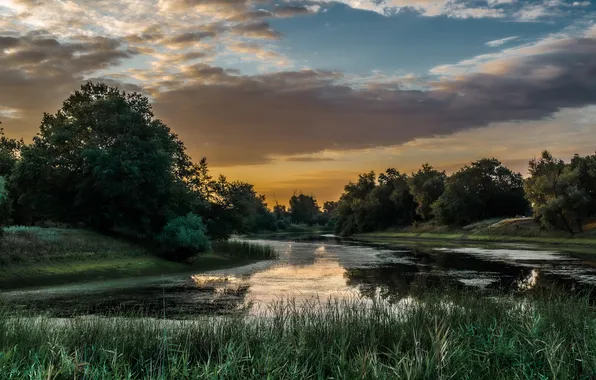 Green, trees, sunset, water
