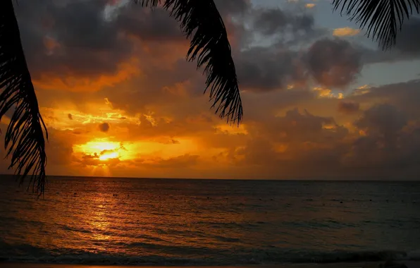 Картинка вода, солнце, облака, закат, пальма, Пляж