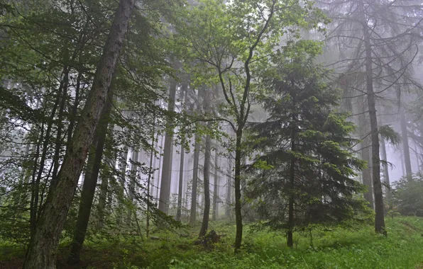 Картинка лес, деревья, природа, туман, Германия, Germany, Rheinland-Pfalz, Ralf Gotthardt