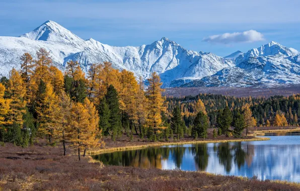 Картинка осень, лес, деревья, горы, озеро, Россия, Горный Алтай, Алтайские горы