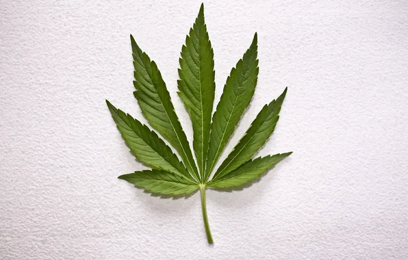 Leaf, Weed, White Wall, Cannabis