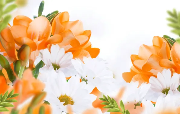 Цветы, flowers, белые хризантемы, white chrysanthemum