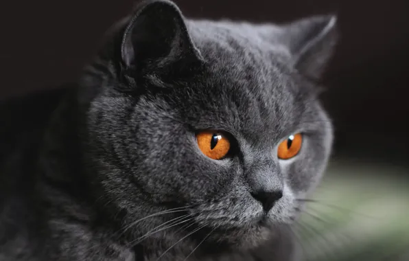 Кошка, кот, взгляд, крупный план, серый, портрет, мордаха, британский