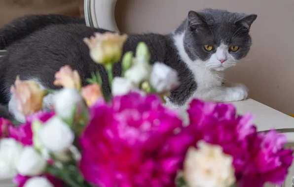 Кошка, кот, взгляд, цветы, букет, лежит, розовые, столик